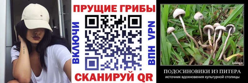 купить наркотики сайты Нефтекумск Галлюциногенные грибы мицелий